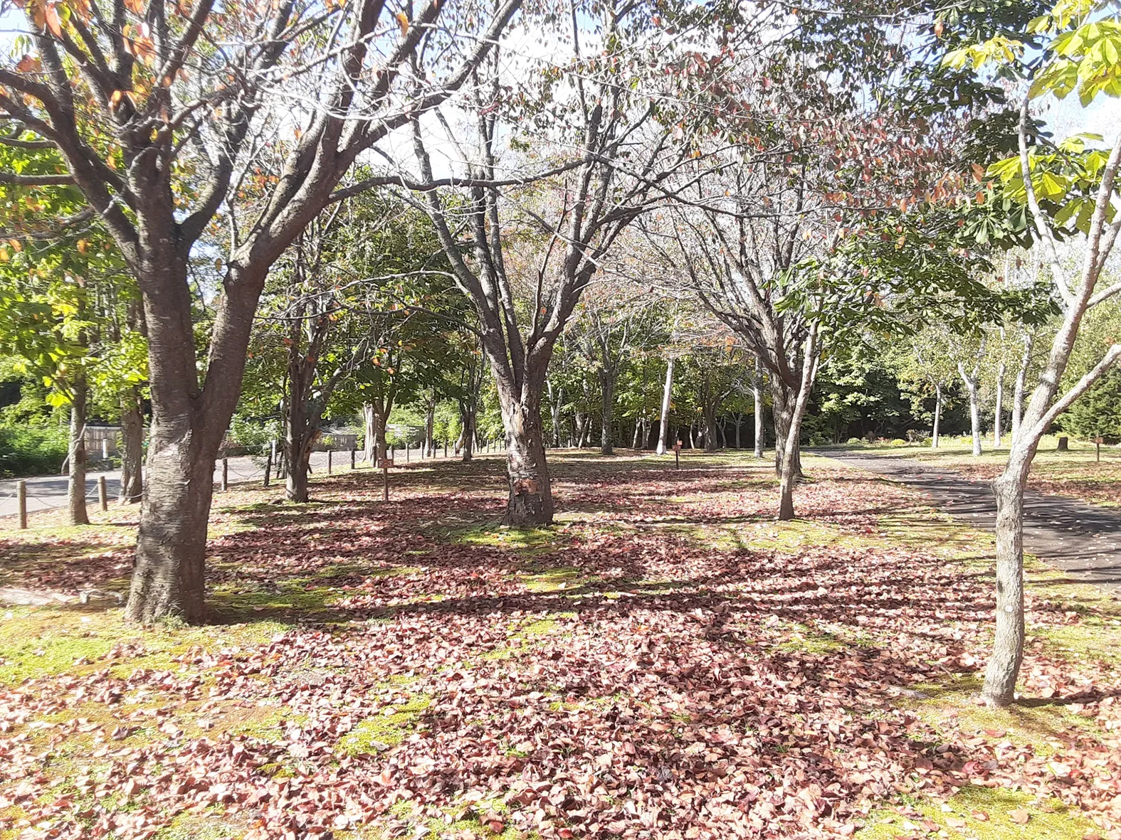 柏木地区レクリエーション施設キャンプ場