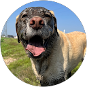 ぽにこ profile picture