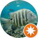 ドサンコゥカツドゥンスッキー profile picture