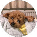 ニコハム profile picture