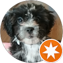 マルシーズーのクーちゃん profile picture